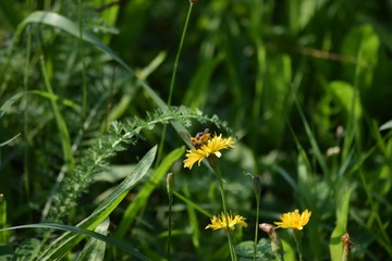 Trouser bee