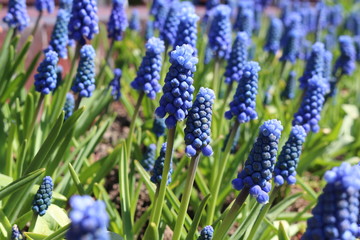 Muscari bright blue flowers adorn flowerbeds in summer gardens