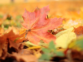 Naklejka na ściany i meble Mellow autumn concept. Red maple leaf lying on the grass among other leaves. Blurred background of yellow fallen foliage.The foreground is also blurred.
