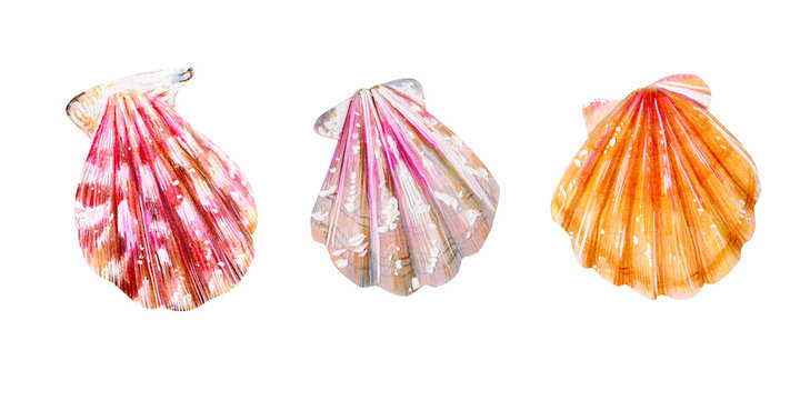 Set of three sea scallops. Summer season.