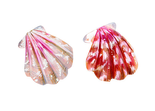 Set of two isolated sea scallops.