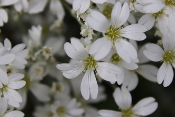 Blüten in Weiß