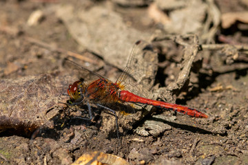 Male red veined darter dragonfly (sympetrum fonscolombii)