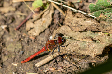 Male red veined darter dragonfly (sympetrum fonscolombii)
