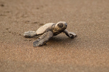 New born Turtle Baby Steps towards Indian beach