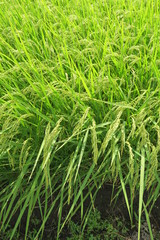 郊外の田圃の実り始めた稲