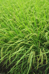 郊外の田圃の実り始めた稲