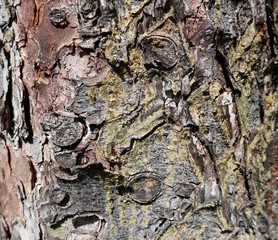  Tree trunk texture