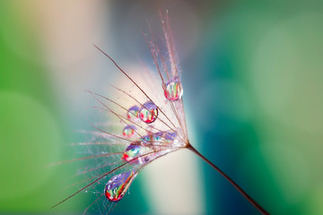 Beautiful dew drops on the seed of Tragopogon pratensis close-up, macro, blurred background, reflection in drops.