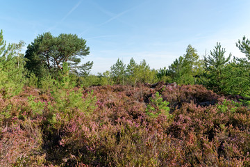 purple heather land in Fontainebleau forest