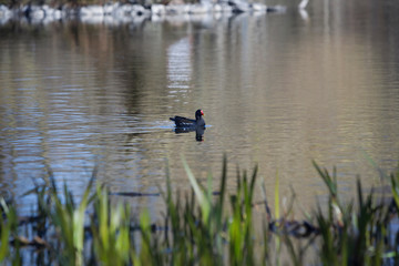 A black Common Gallinule swims on the water in soft light with a smooth water background at Slottsskogen park, Gothenburg, Sweeden