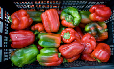 varieties of peppers, red, green, sweet, used used for cooking, at local vegetable market, agriculture, food, vitamins, nourishment, nutrition, summer, background, Milan, Italy