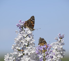 Butterfly Vanessa cardui on lilac flowers. Pollination blooming