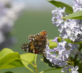 Butterfly Vanessa cardui on lilac flowers. Pollination blooming