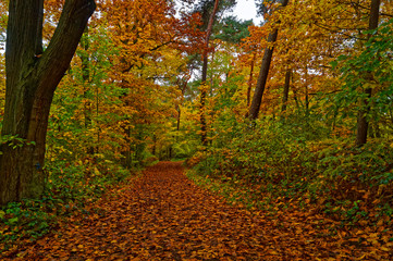 Autumn colors - Herbstfarben