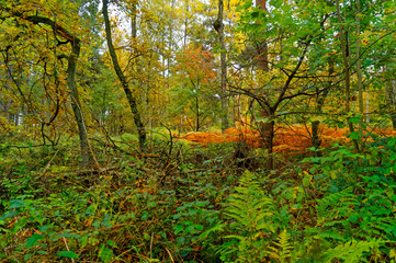 Fototapeta na wymiar Autumn colors - Herbstfarben