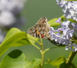 Butterfly Vanessa cardui on lilac flowers. Pollination blooming