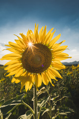 Sunflower field in Lopburi Thailand