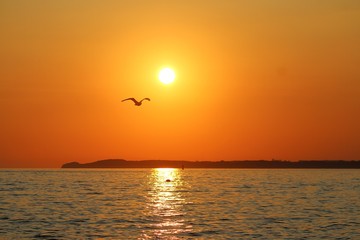 beautiful romantic sunrise in north germany with the sun and a flying seagull