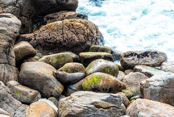 The seal lies on the stone, Tauranga Bay, New Zealand.
