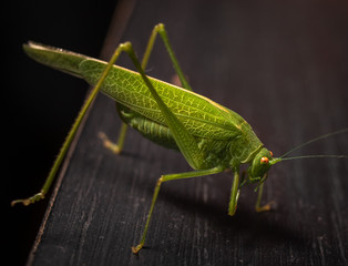 Big green grasshopper in a home on a part of furniture