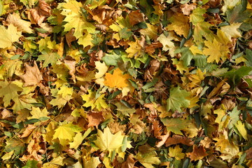 Texture of autumn leaves