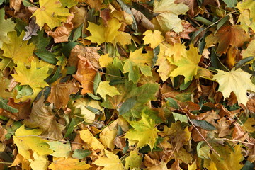 Texture of autumn leaves