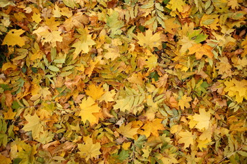 Texture of autumn leaves