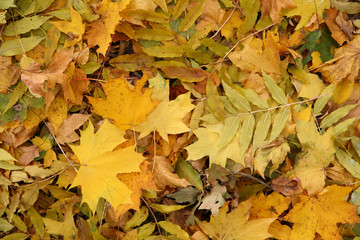 Texture of autumn leaves