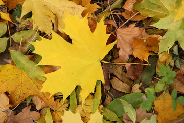 Texture of autumn leaves