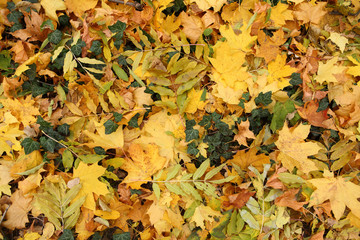 Texture of autumn leaves