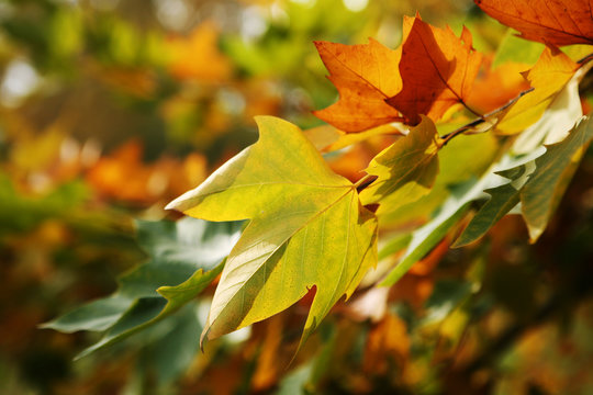 Sycamore leaves in autumn