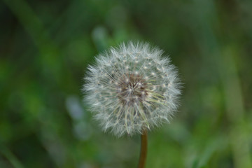 Beatiful meadow flower