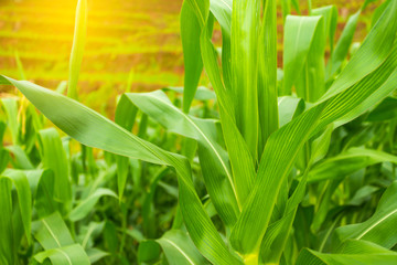 Corn field in early morning light, Corn leaves