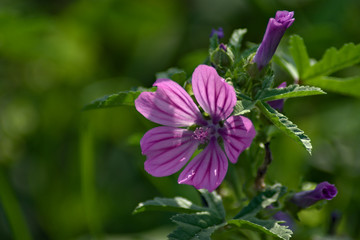Beatiful meadow flower