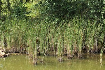 reeds and pond