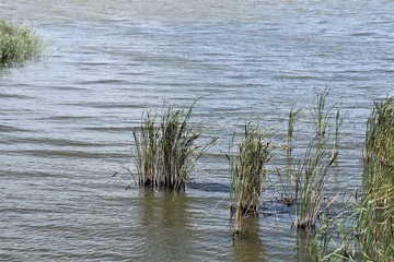 reeds and pond
