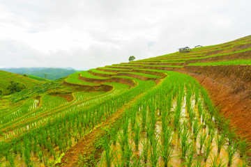 Naklejka premium Rice terrace at Pa-pong-peang , Mae Chaem, Chaing Mai ,North Thailand.