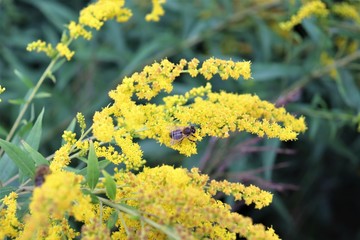 a bee sits on a yellow flower