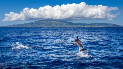 Küchenrückwand glas motiv Delphin springen aus dem Wasser, Insel Faial (Azoren) im Hintergrund. © fnendzig