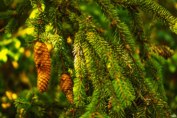 Autumn colors - Herbstfarben