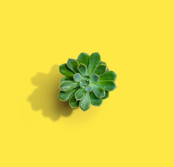 Succulent plant in a pot from above