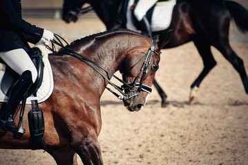 Equestrian sport. Portrait sports brown stallion in the double bridle. The leg of the rider in the stirrup, riding on a red horse.