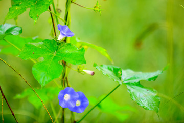 A close-up of wild plants growing in the fields in summer
