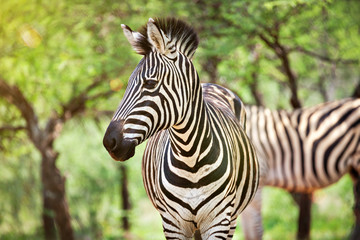 zebra