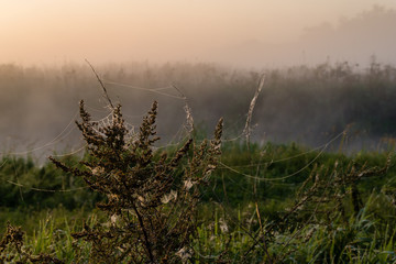 Narwiański Park Narodowy. Poranek nad Narwią © podlaski49