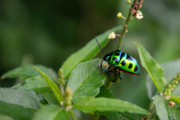 Close-up side view of a Chrysolina fastuosa, also known as the dead-nettle leaf beetle sitting in the green plant on a garden