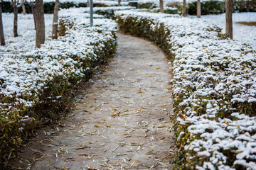 Fog, Snow and Ice Slag on Wild Plants in Winter Fog