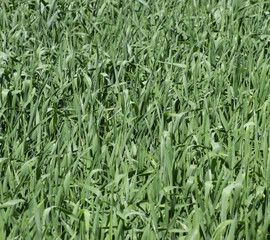 Young green wheat field