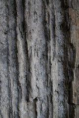 Gray Bark Backdrop